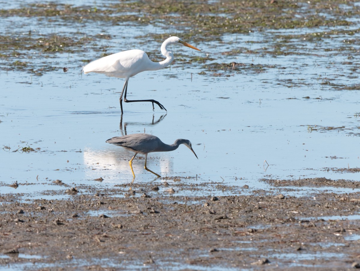 Great Egret - ML623970923