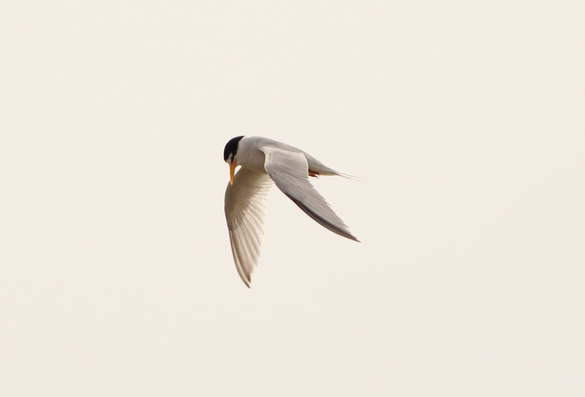 Least Tern - ML623970925