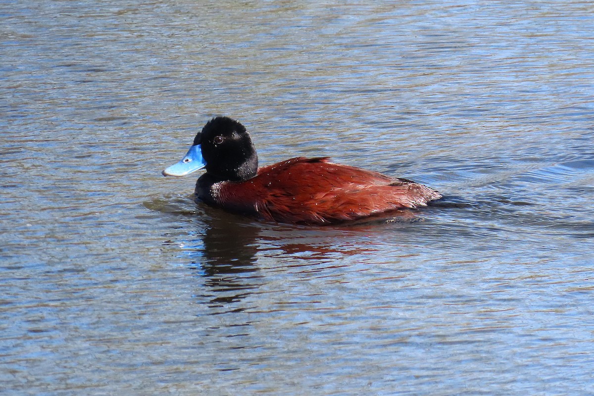 Blue-billed Duck - ML623970927