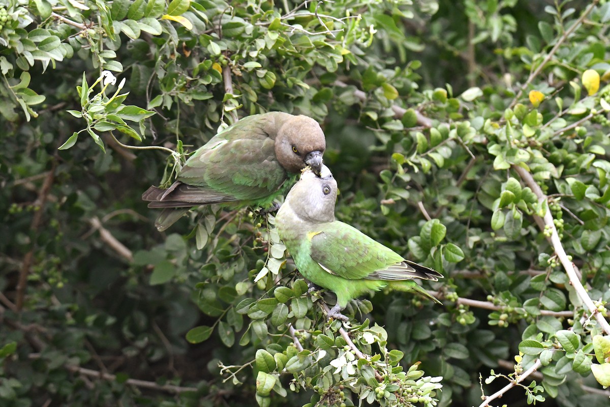 Brown-headed Parrot - ML623970928