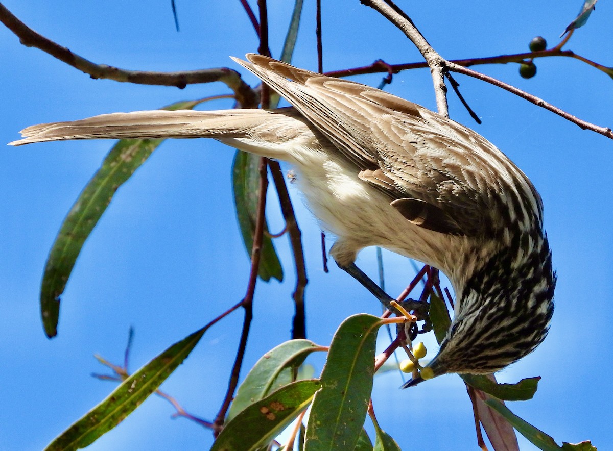 Striped Honeyeater - ML623970937