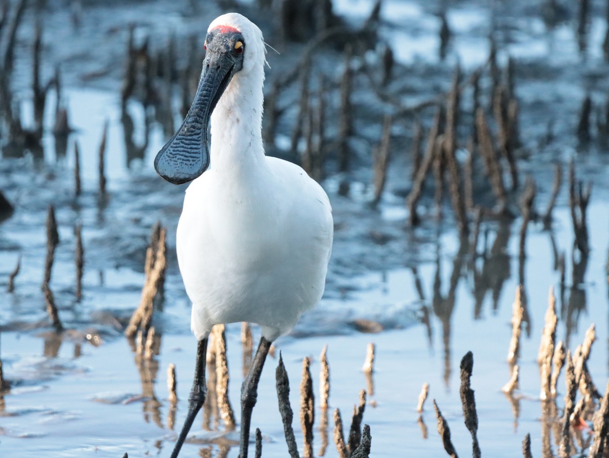 Royal Spoonbill - ML623970939