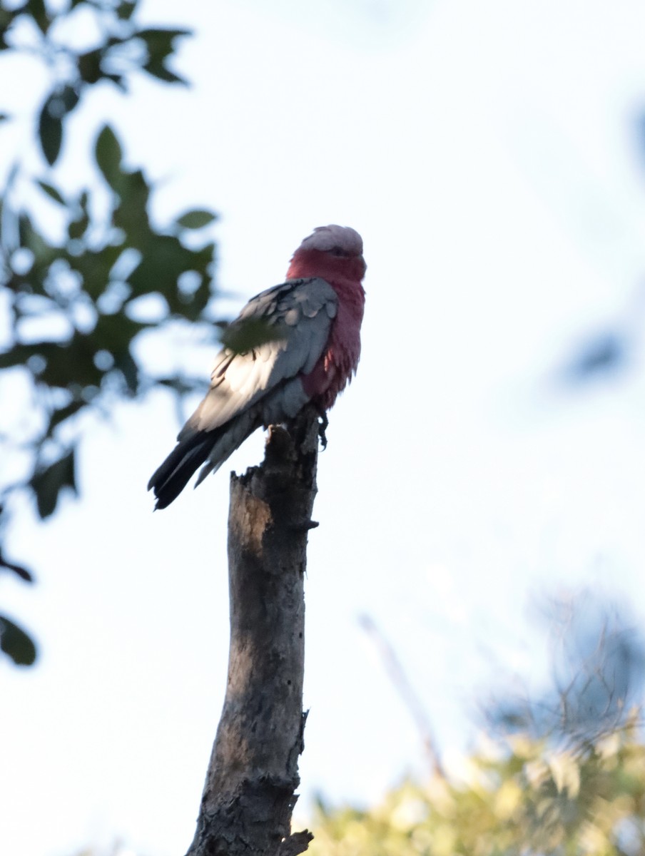 Galah - ML623970953