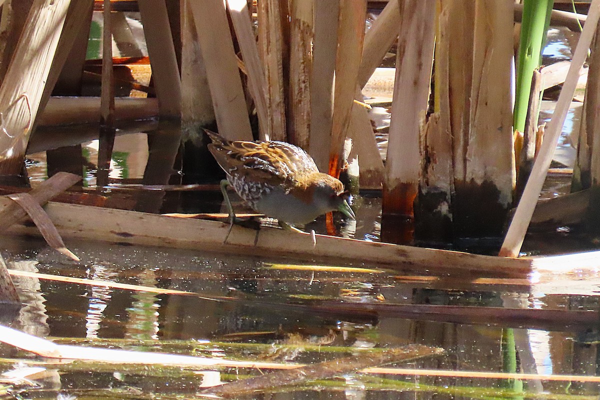 Baillon's Crake - ML623970955