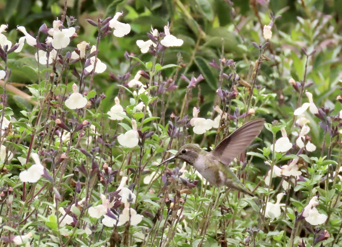 Anna's Hummingbird - ML623970994