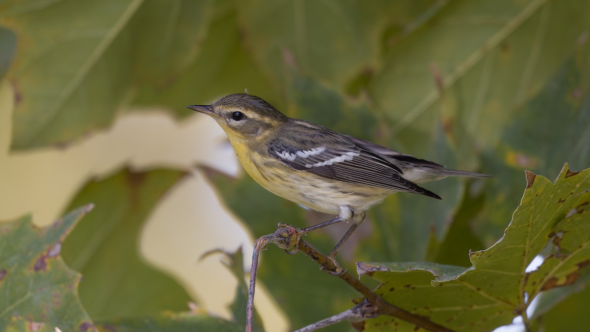 Blackburnian Warbler - ML623970998