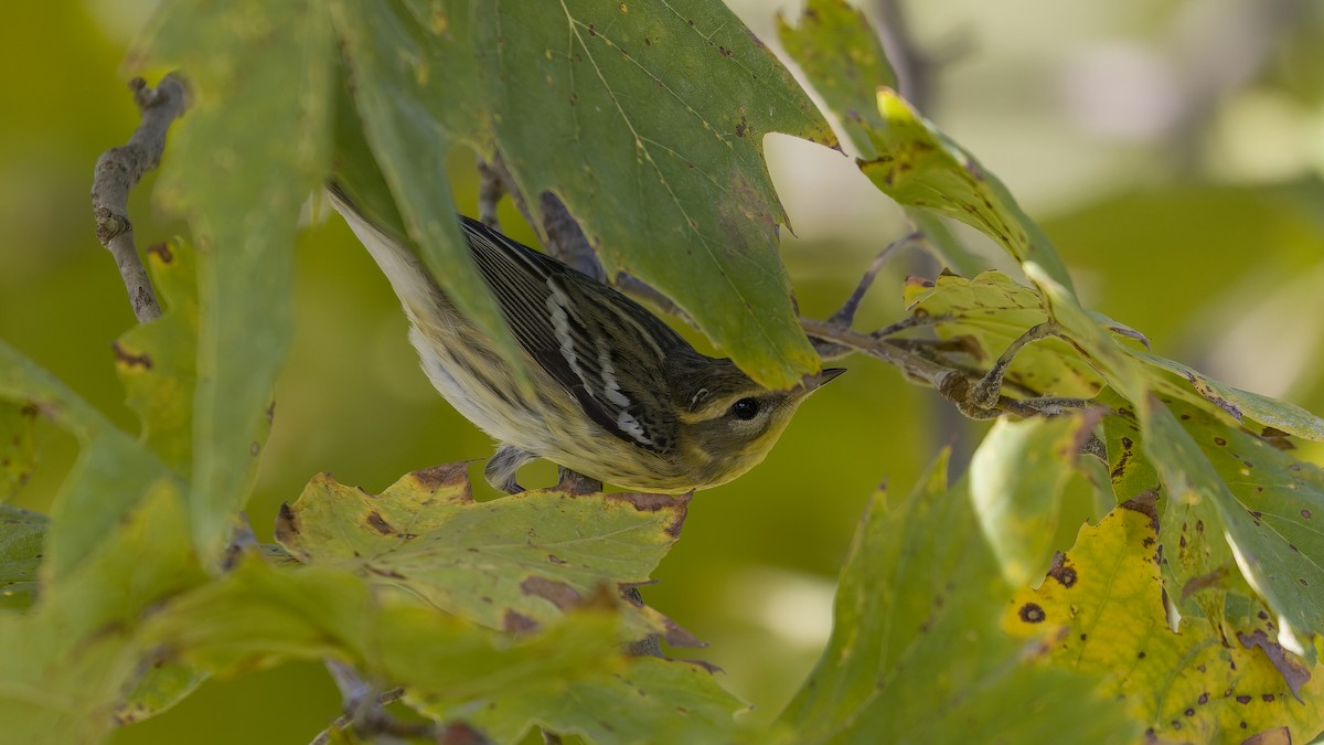 Blackburnian Warbler - ML623970999