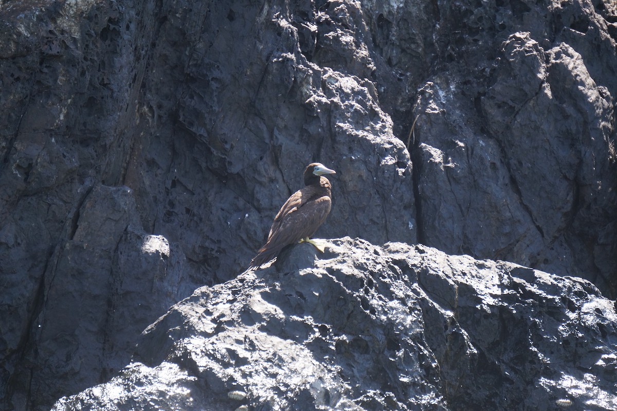 Brown Booby - ML623971003