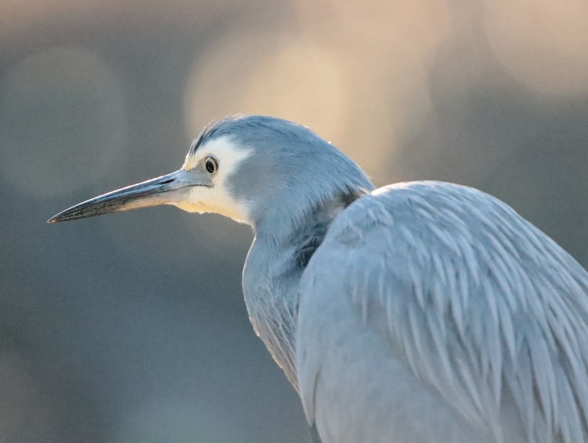 White-faced Heron - ML623971012