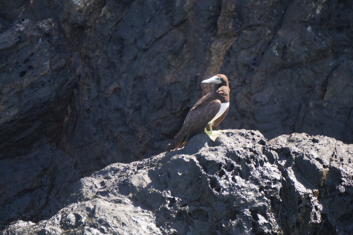 Brown Booby - ML623971013