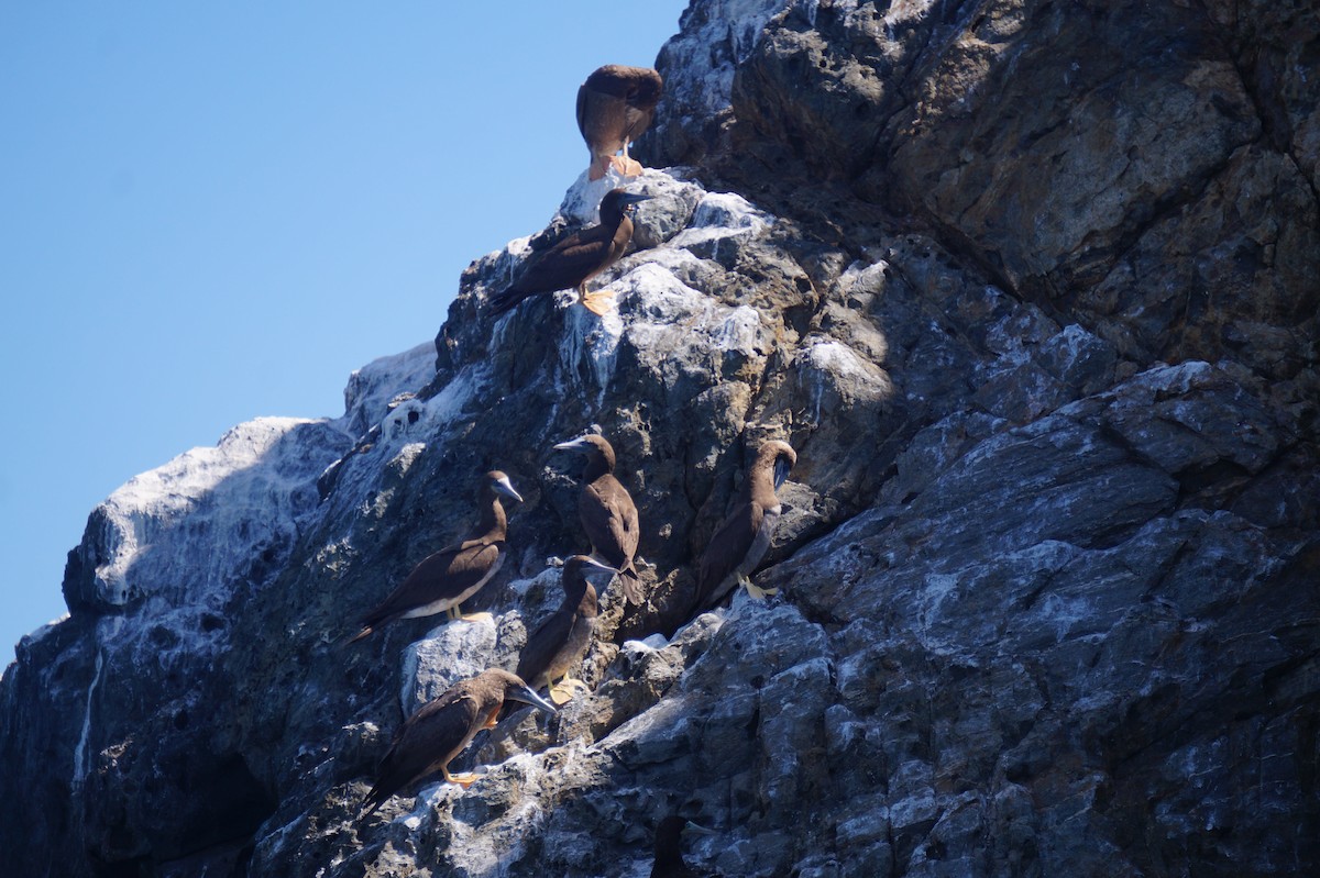 Brown Booby - ML623971034