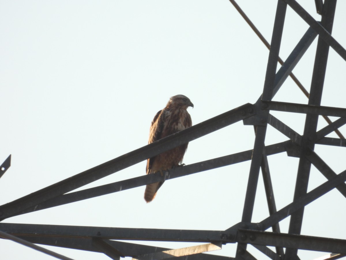 Common Buzzard - ML623971049