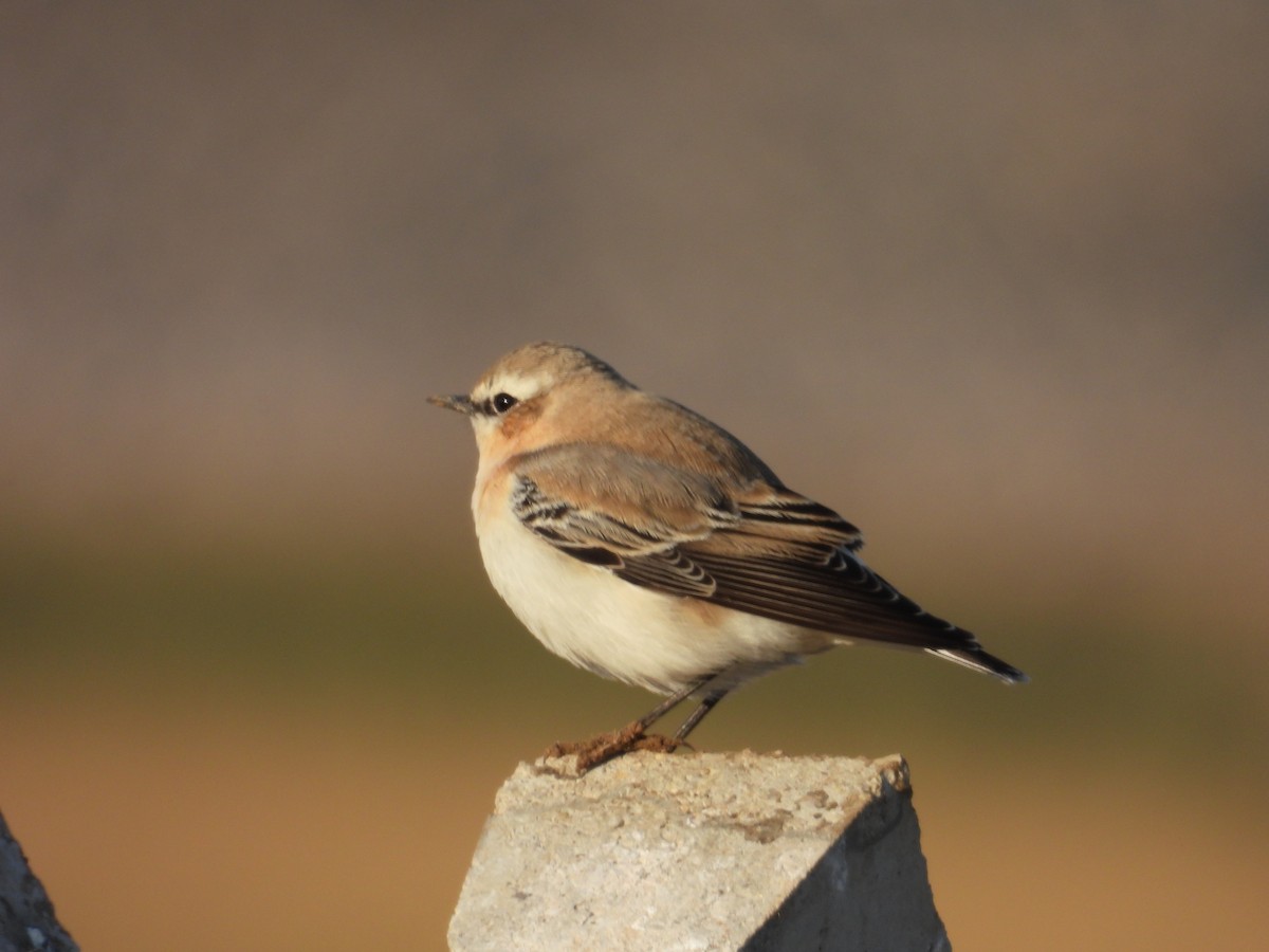 Northern Wheatear - ML623971076