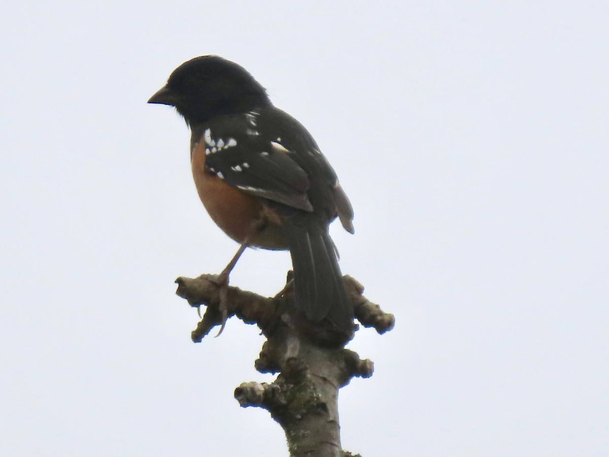 Spotted Towhee - ML623971092