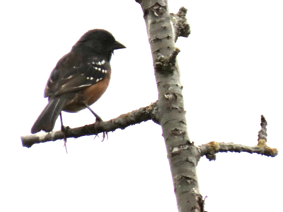 Spotted Towhee - ML623971095