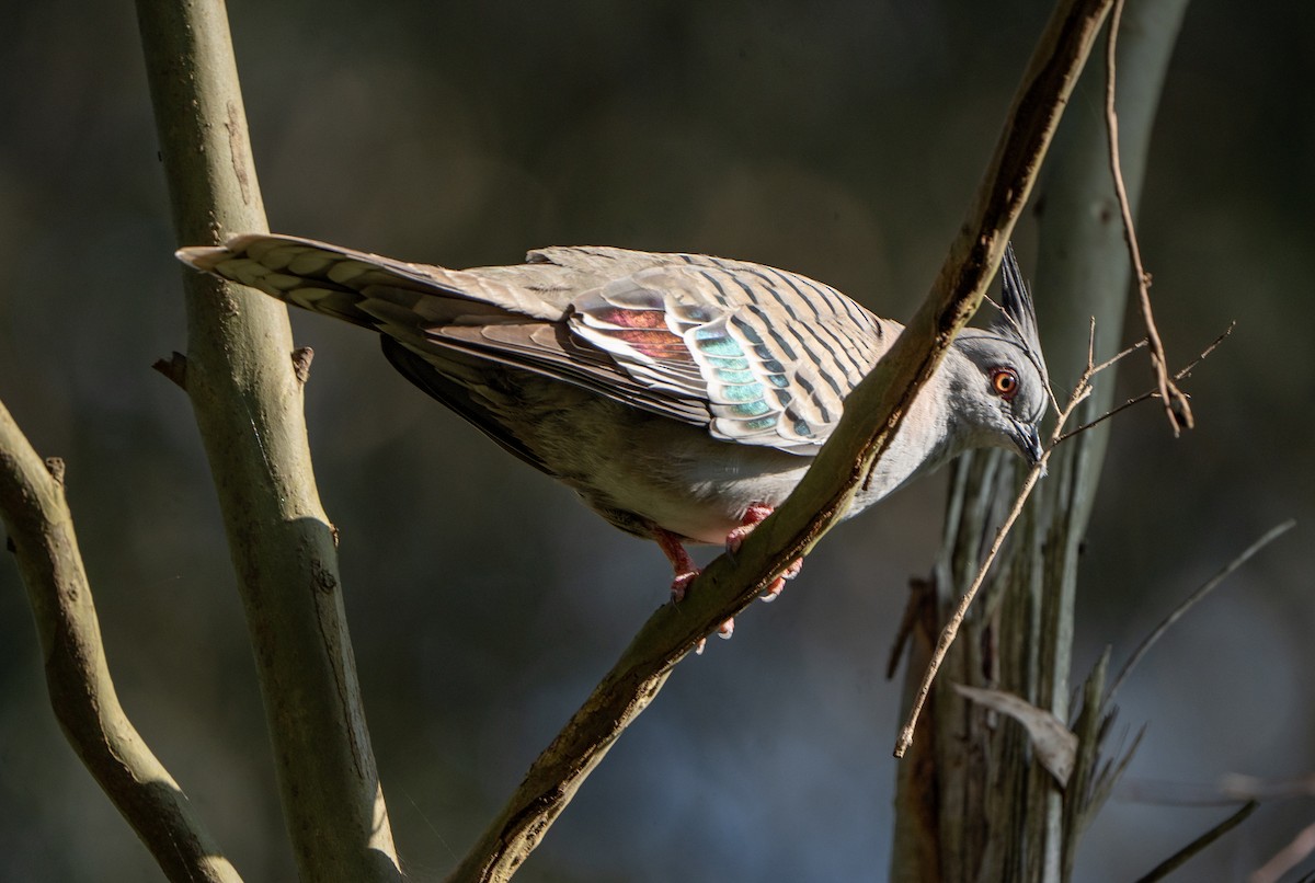 Crested Pigeon - ML623971107