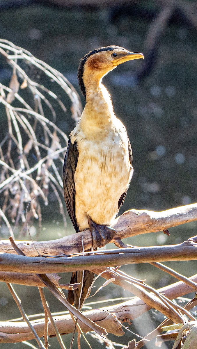 Little Pied Cormorant - ML623971110