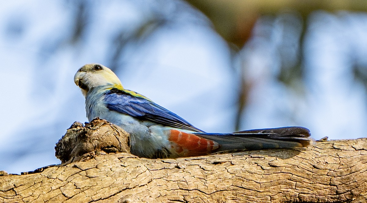 Pale-headed Rosella - ML623971120