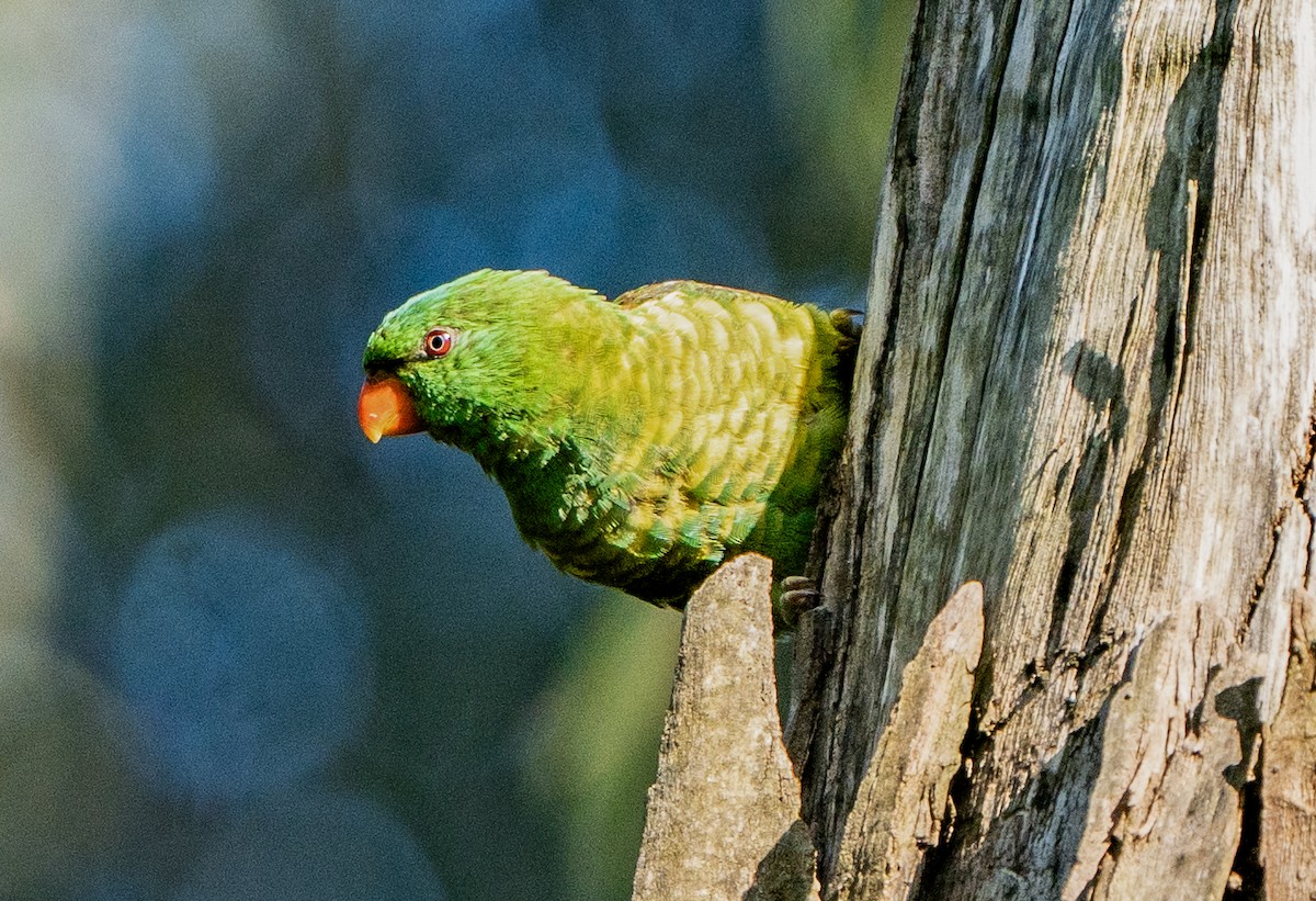 Scaly-breasted Lorikeet - ML623971121