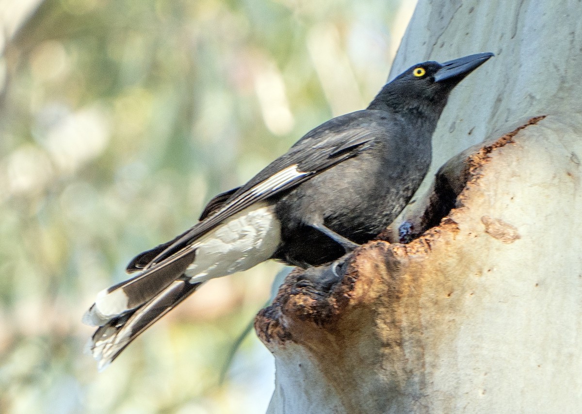 Pied Currawong - ML623971147