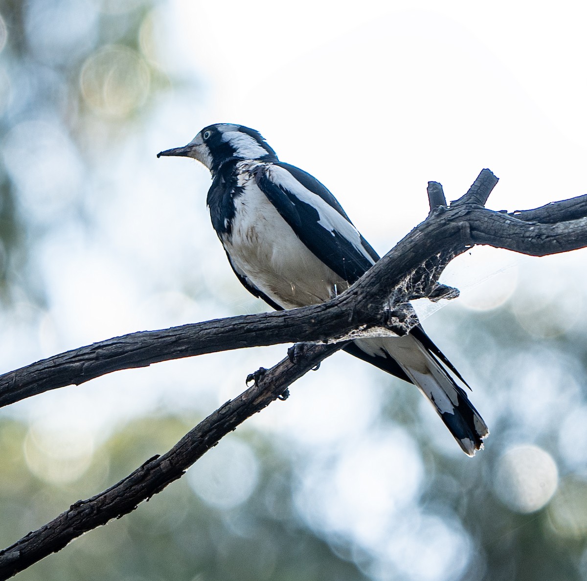 Magpie-lark - ML623971148