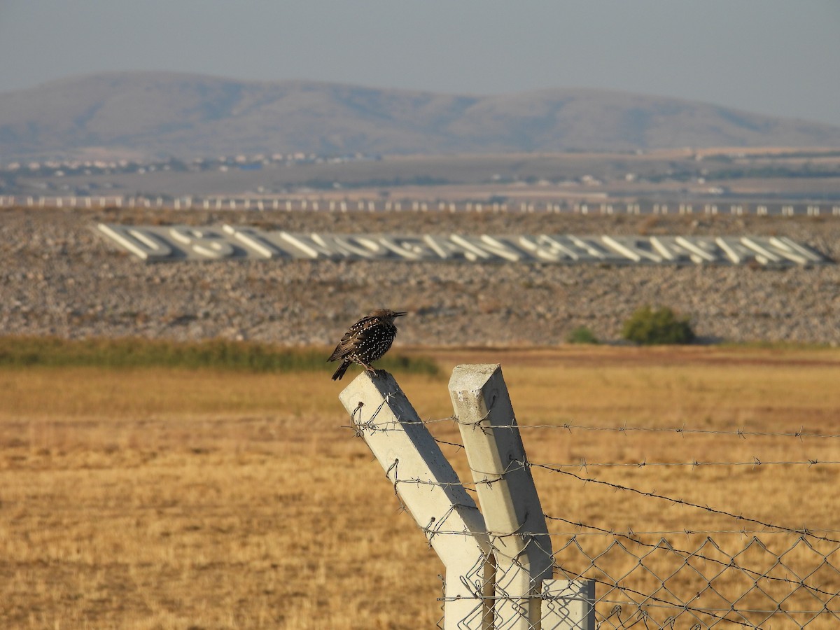 European Starling - ML623971164