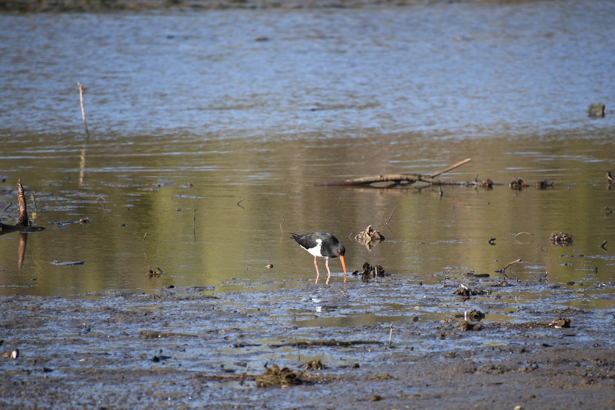 Pied Oystercatcher - ML623971167