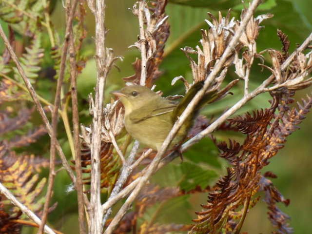 Common Yellowthroat - Joseph McGill