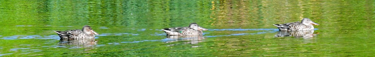 Northern Shoveler - ML623971185