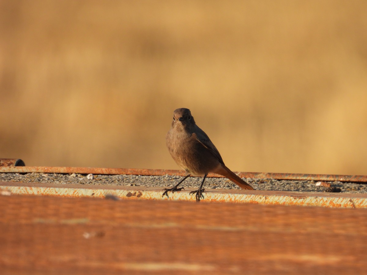 Black Redstart - ML623971187