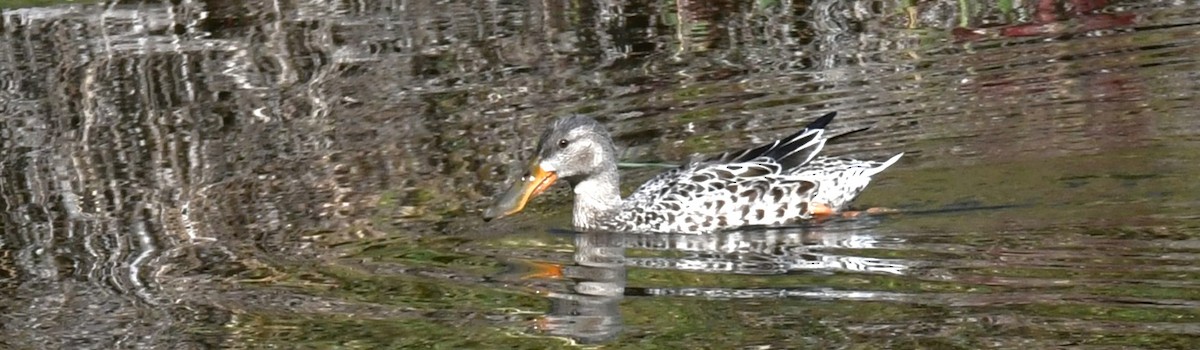 Northern Shoveler - ML623971217