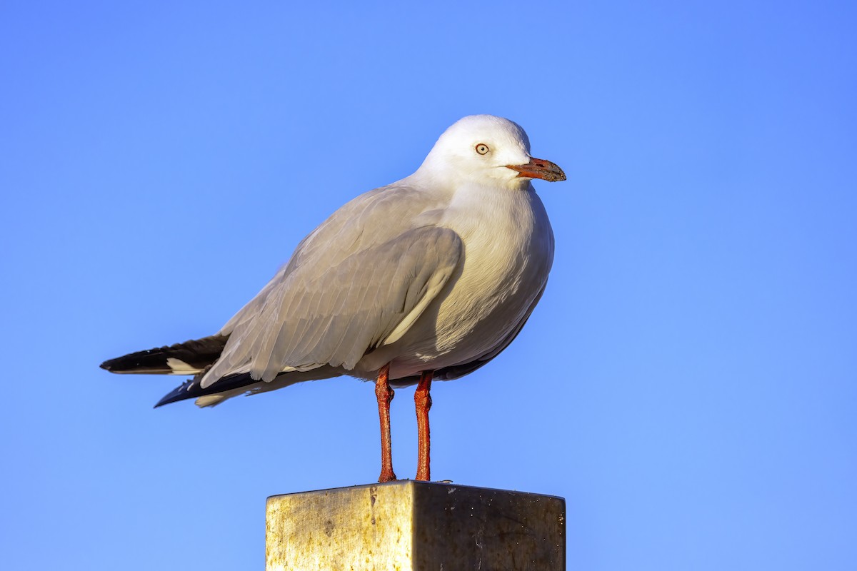 Gaviota Plateada - ML623971220