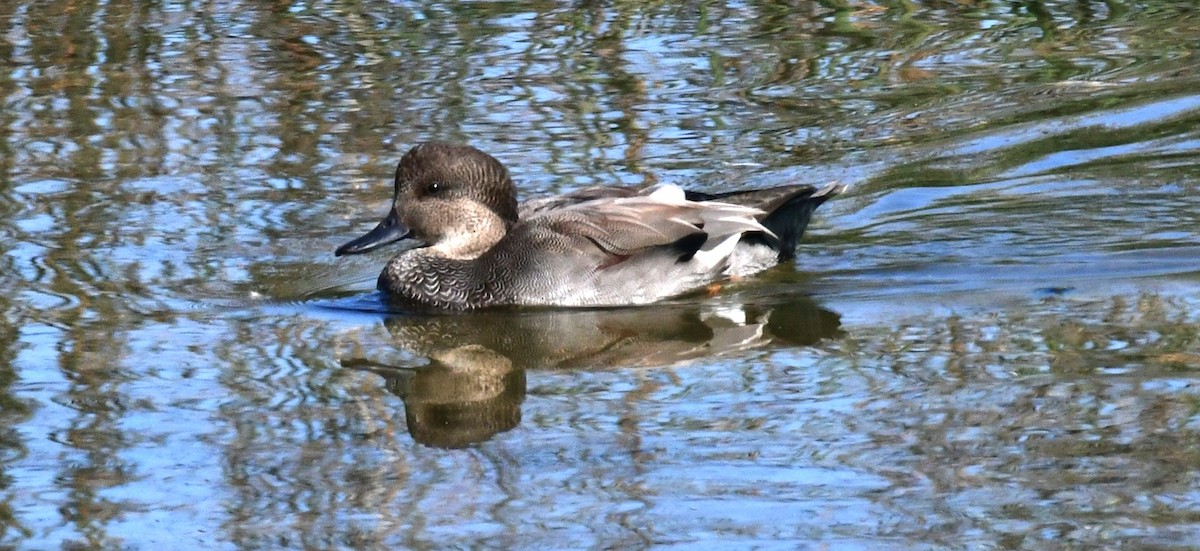 Gadwall - ML623971224