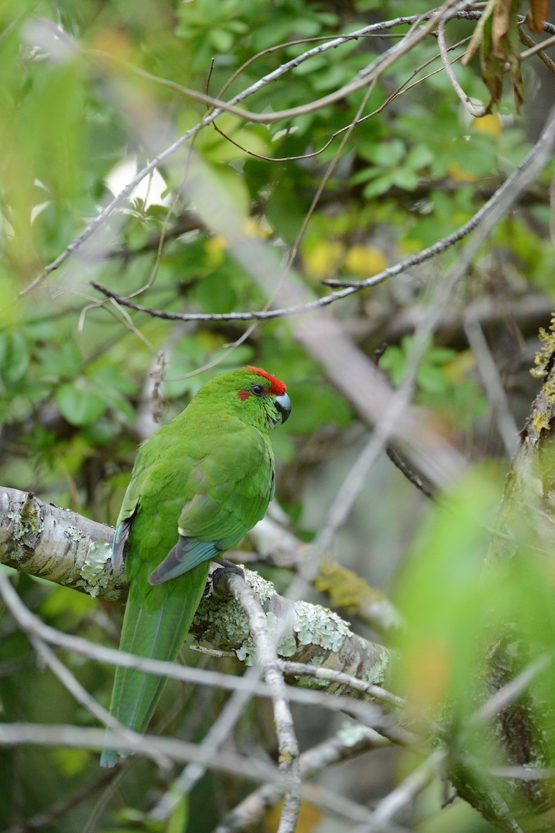 Norfolk Island Parakeet - ML623971252