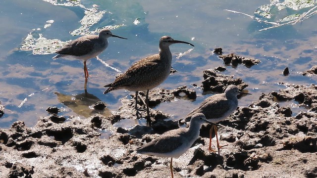 Regenbrachvogel - ML623971261