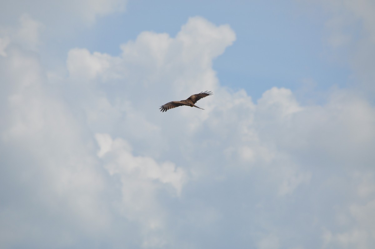 Black Kite - ML623971263