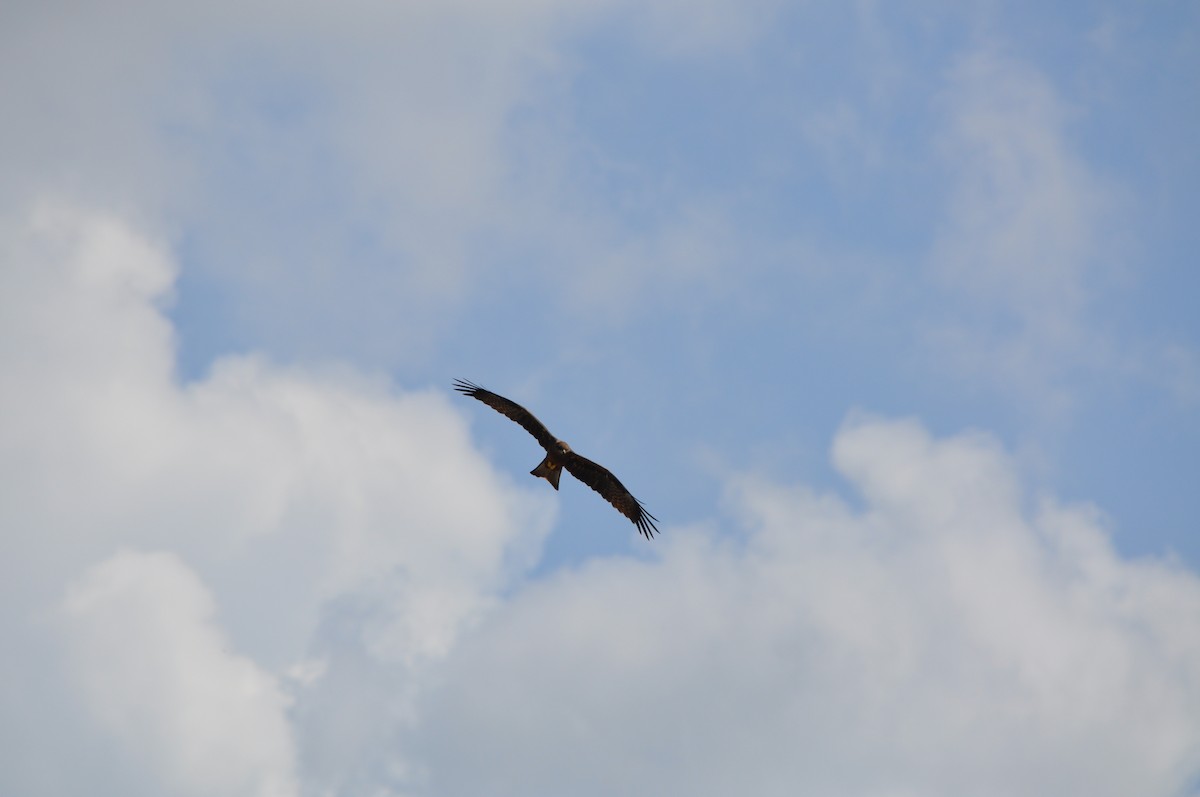 Black Kite - ML623971264