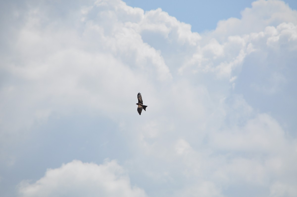 Black Kite - Syed Kirmany