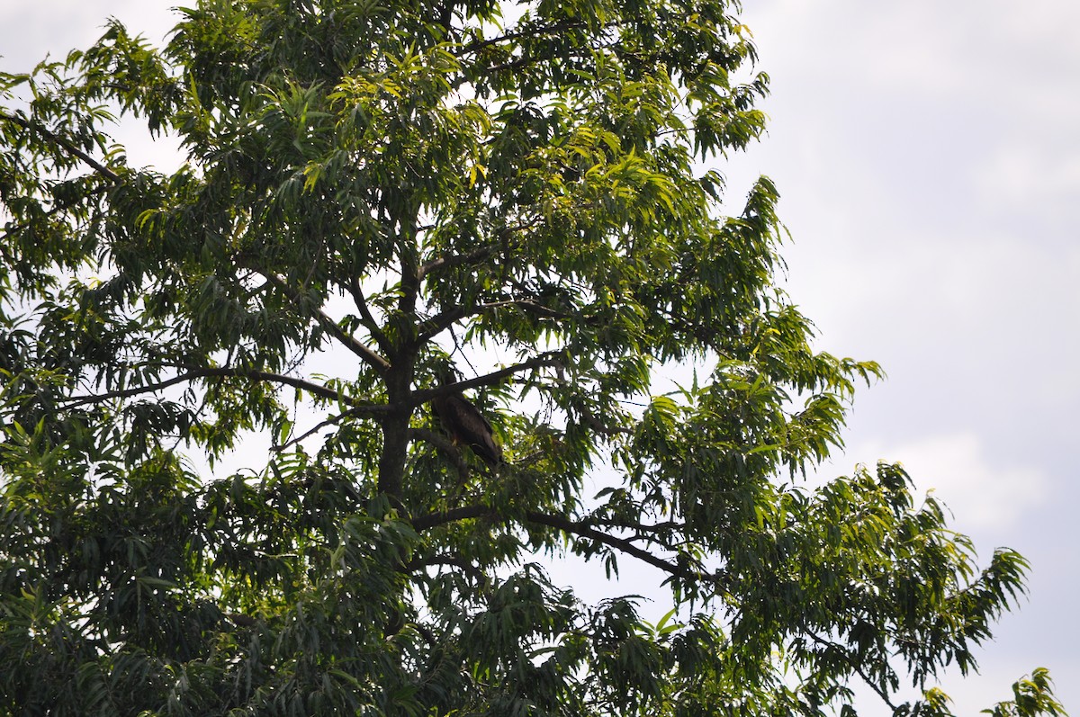 Black Kite - ML623971281