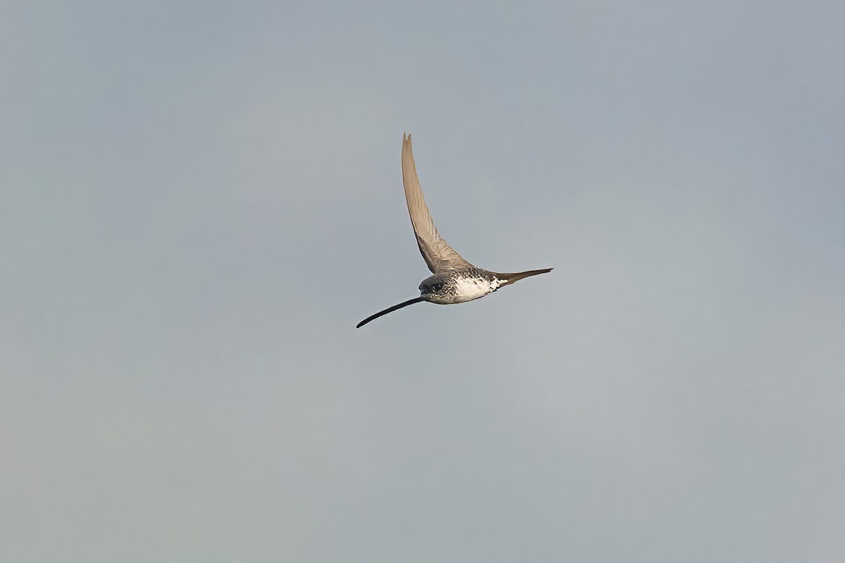 Fork-tailed Palm Swift - ML623971283