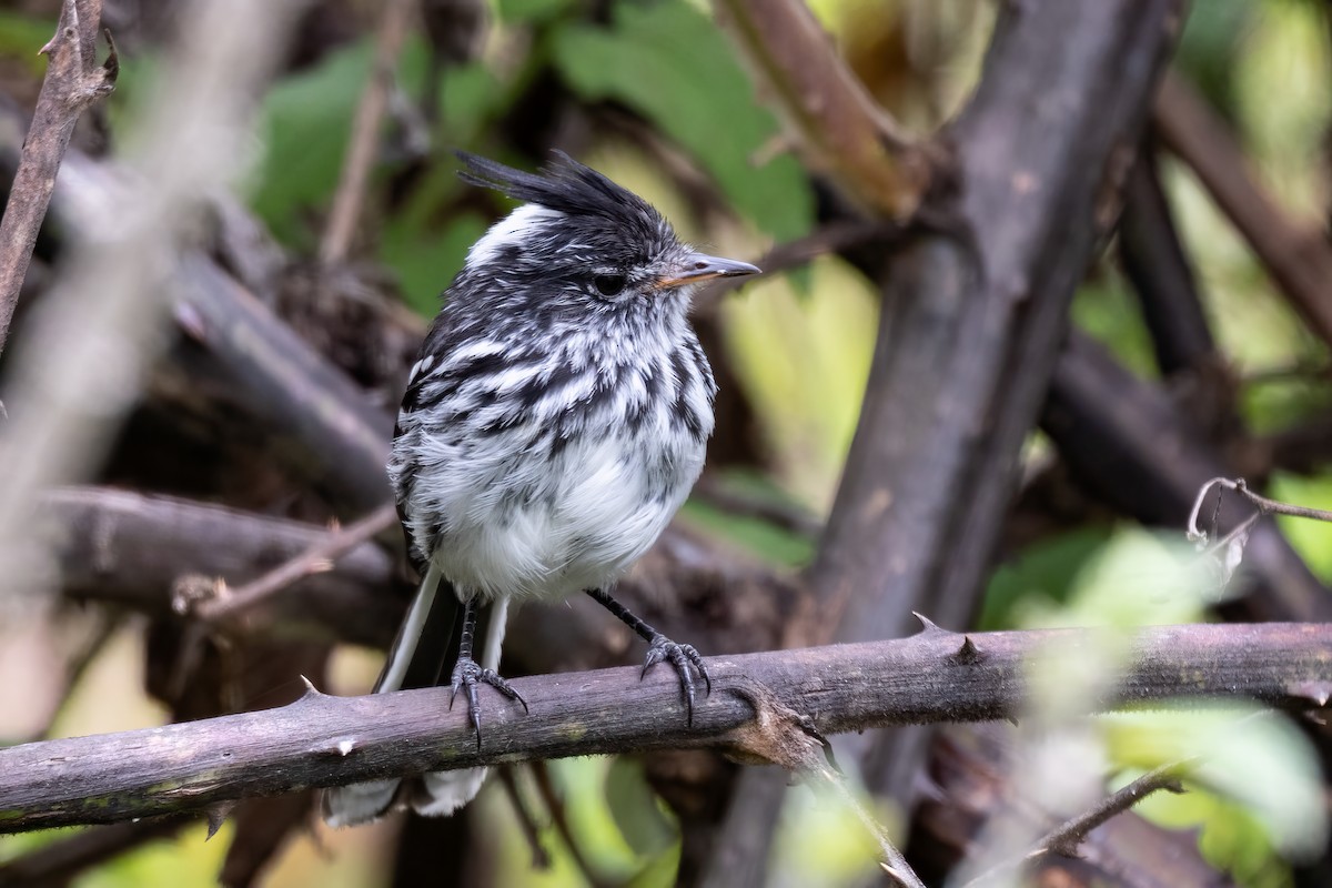 Black-crested Tit-Tyrant - ML623971298