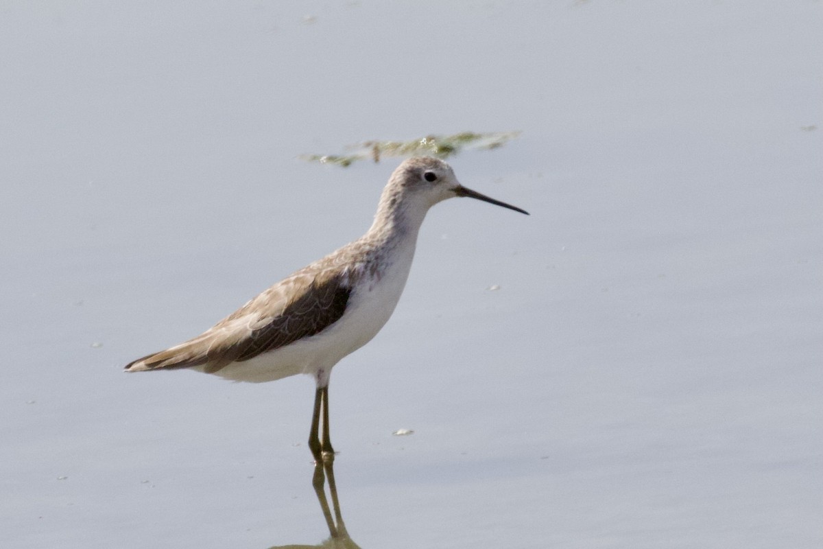 Marsh Sandpiper - ML623971299