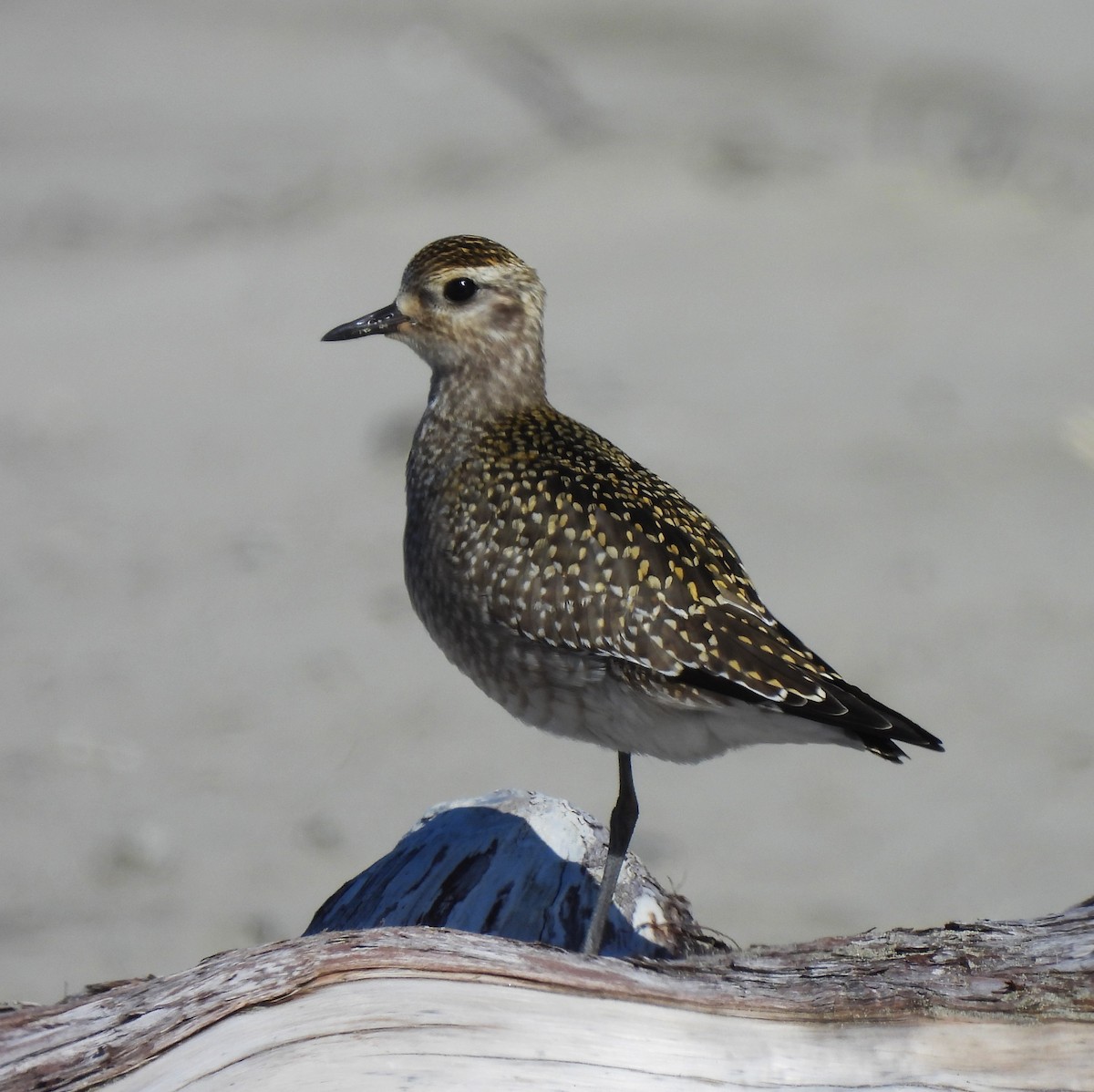 American Golden-Plover - ML623971300