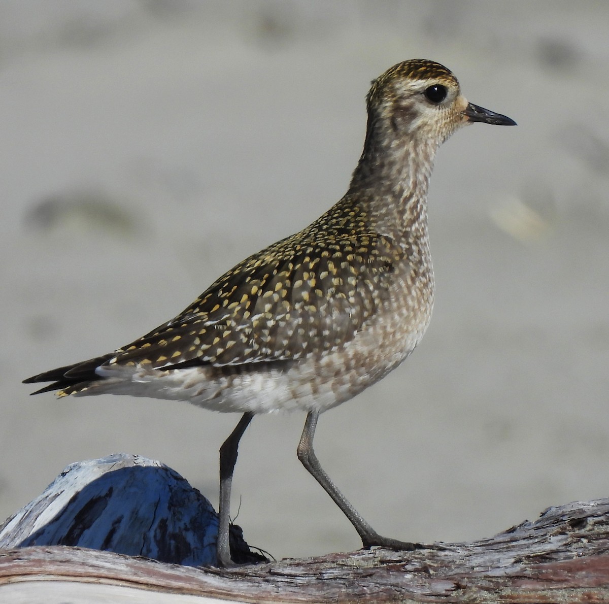 American Golden-Plover - ML623971301