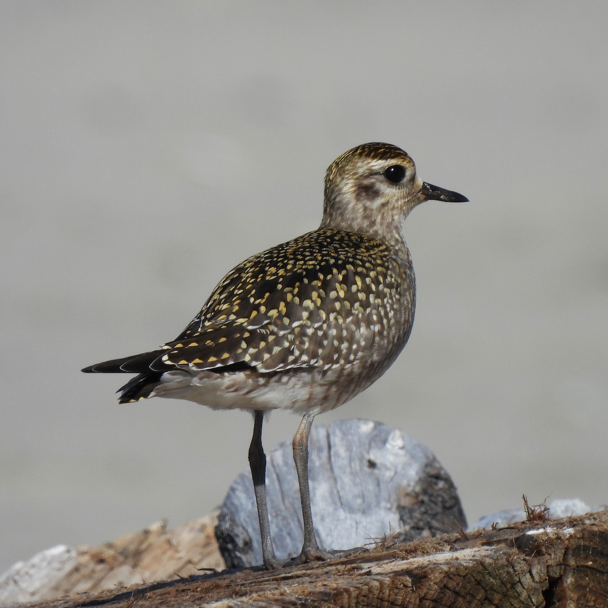 American Golden-Plover - ML623971302