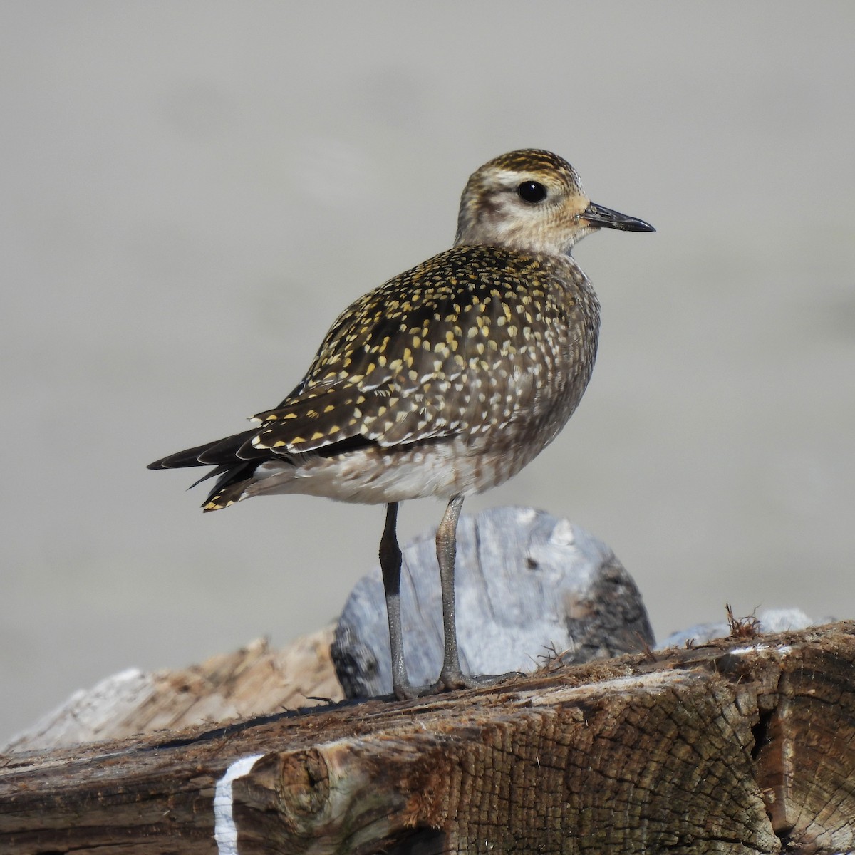 American Golden-Plover - ML623971303