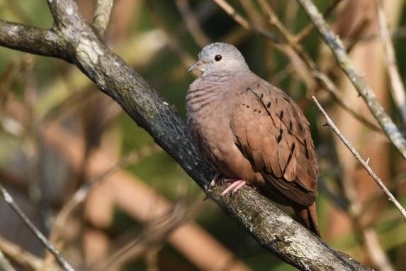 Ruddy Ground Dove - ML623971306