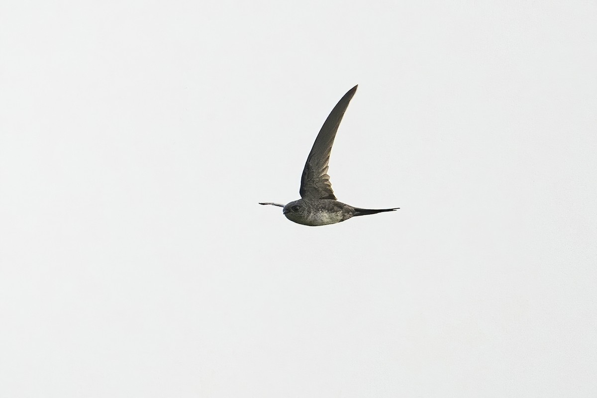 Fork-tailed Palm Swift - ML623971308