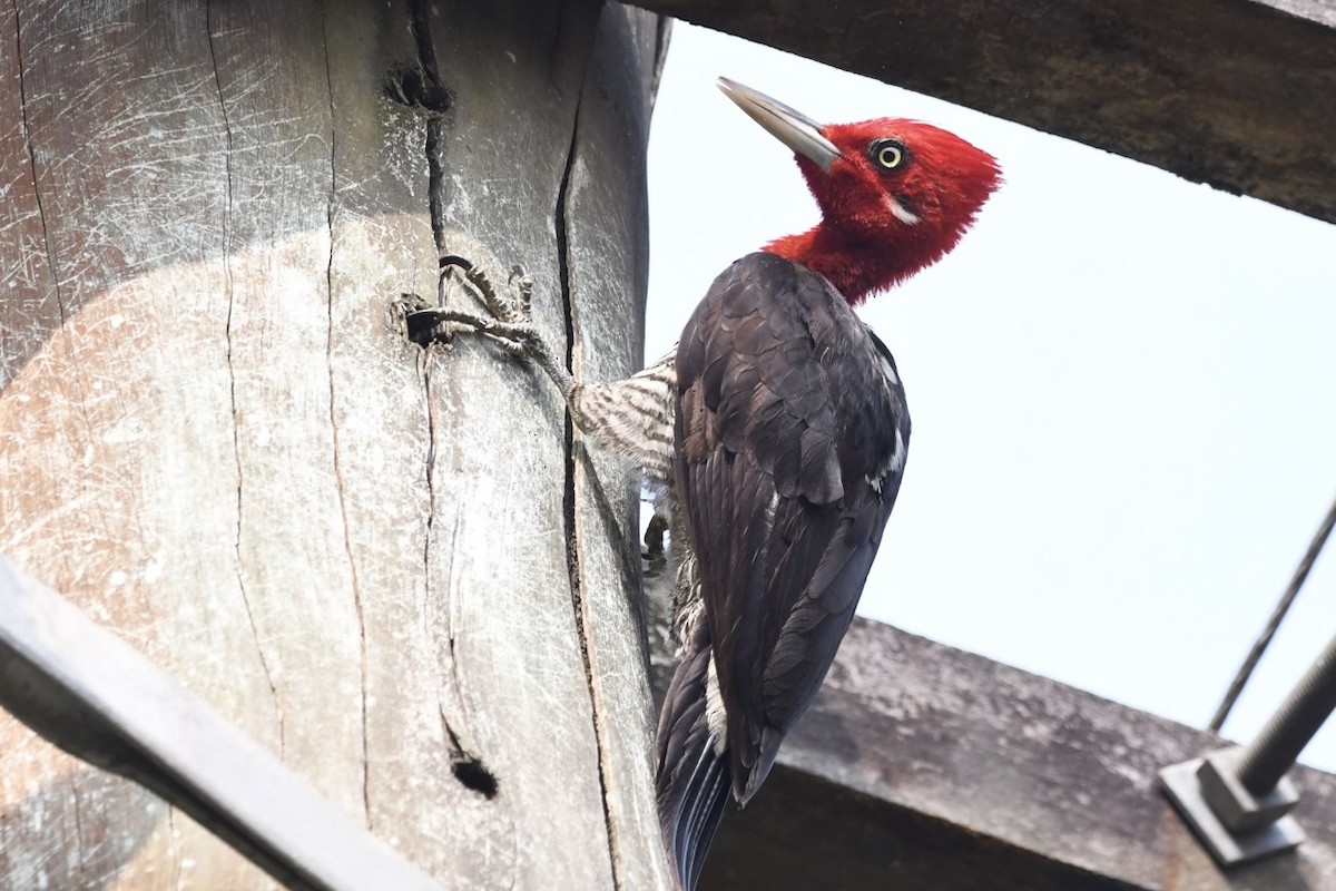 Robust Woodpecker - ML623971312