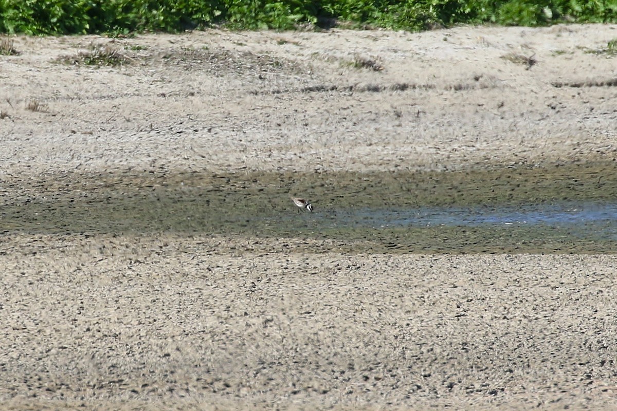 Black-fronted Dotterel - ML623971355